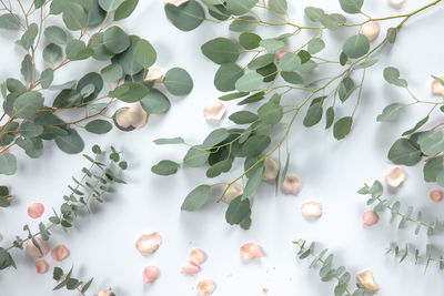 High angle view of eucalyptus plant and pink petals against a white background