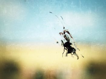 Close-up of spider on web