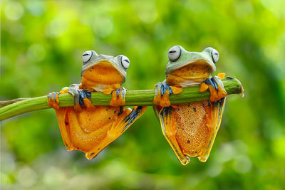 Close-up of frogs on branch