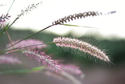 Close-up of pink flowering plant