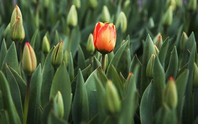 Close-up of red tulip flower on field