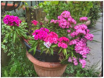 Pink potted plants