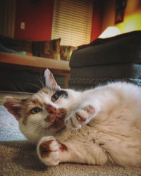 Portrait of cat relaxing on sofa at home