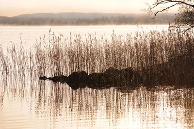 Silhouette plants in lake against sky