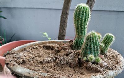 Close-up of cactus plant