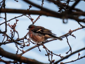 Low angle view of bird perching on branch