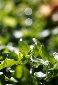 Close-up of plant