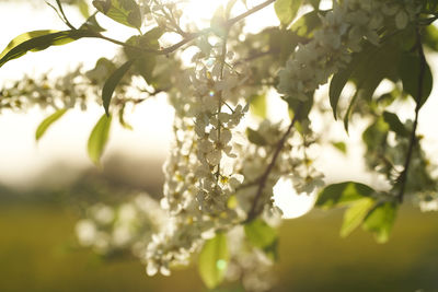 Close-up of white flowering plant