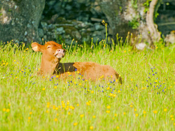 Cow relaxing on grassy field during sunny day