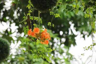 Close up of red flowers