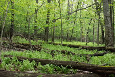 Trees in forest