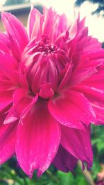 Close-up of pink flower blooming outdoors