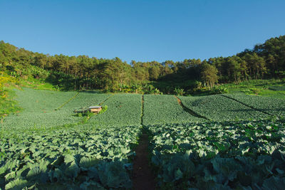 Scenic view of agricultural field against clear sky