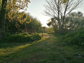 Dirt road amidst trees against sky