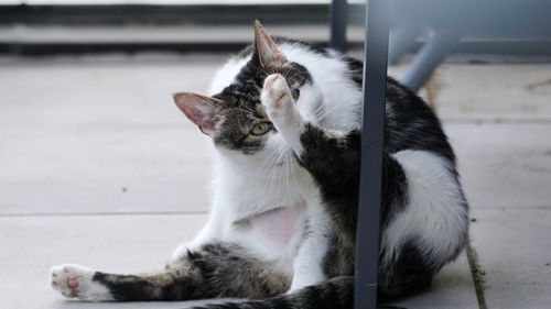 Close-up of cat sitting on floor