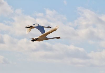 Low angle view of seagulls flying