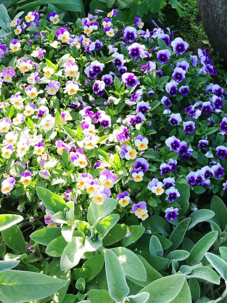 CLOSE-UP OF FRESH PURPLE FLOWERS