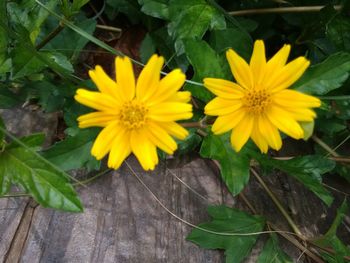 Close-up of yellow flowers blooming outdoors