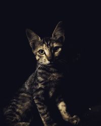 Portrait of cat against black background