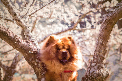 Close-up of a dog on tree