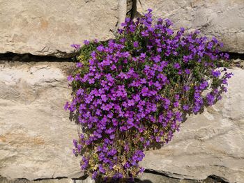 Close-up of purple flowering plant against wall