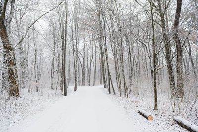 Bare trees on snow covered road