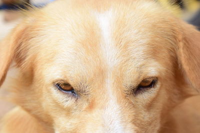 Close-up portrait of a dog