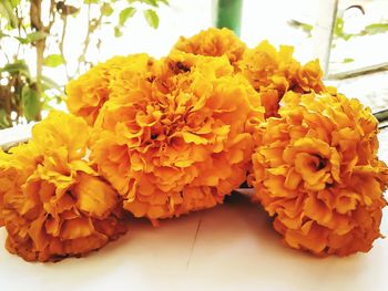 Close-up of yellow flower
