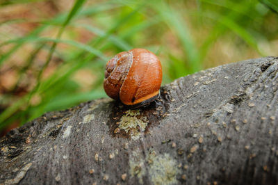 Close-up of snail on tree