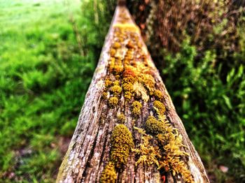 High angle view of moss on log