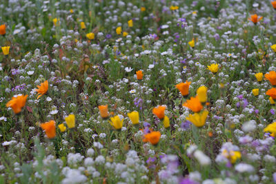 Close-up of flowering plants on field