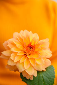 Close-up of yellow flower