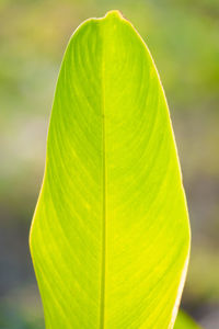 Close-up of green leaves