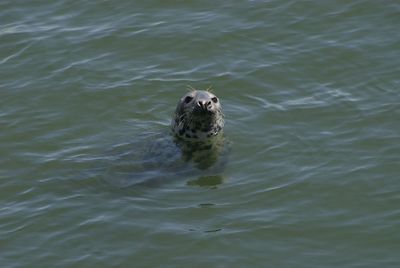 Portrait of turtle swimming in water