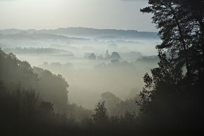 Trees in forest against sky