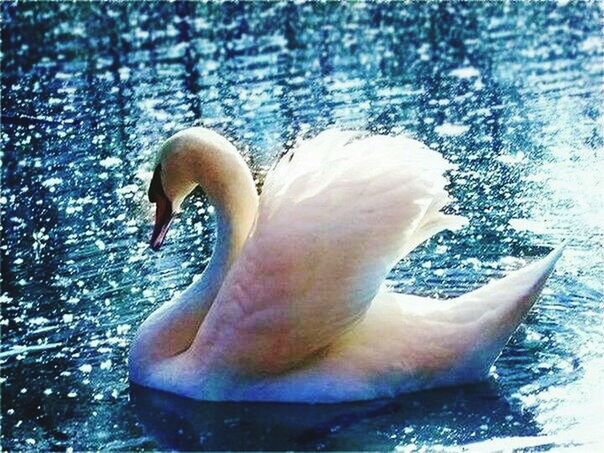 HIGH ANGLE VIEW OF SWAN IN WATER