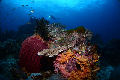 Fishes swimming in sea