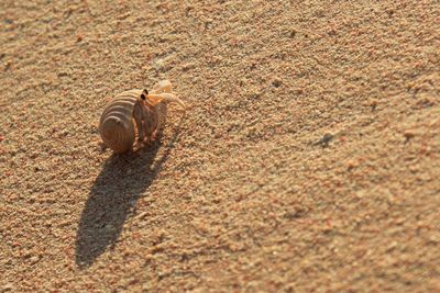 High angle view of insect on sand