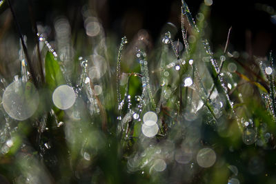 Close-up of water drops on plants