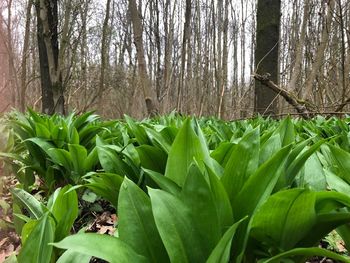 Close-up of plants growing on field