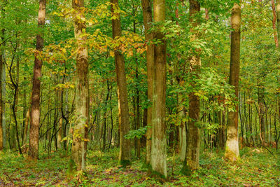 Trees in forest