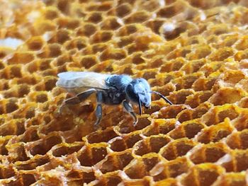 High angle view of bee