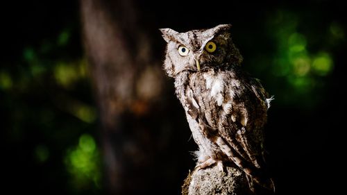 Portrait of owl perching on tree at night