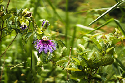 Close-up of purple flowering plant