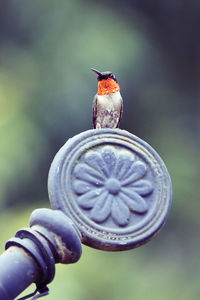 Close-up of bird perching on feeder