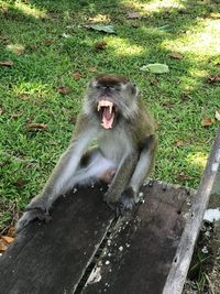 Cat yawning on field
