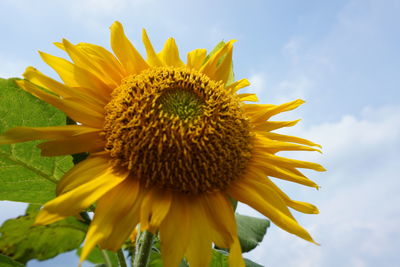 Close-up of sunflower