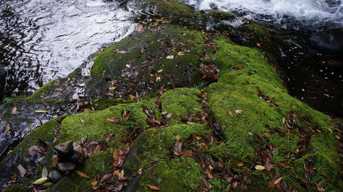 High angle view of moss on rock by lake