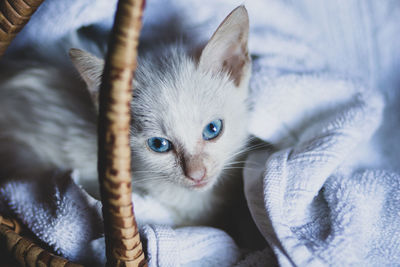 Close-up of new born kitten looking away