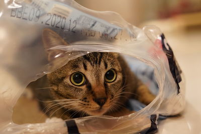 Close-up portrait of a cat